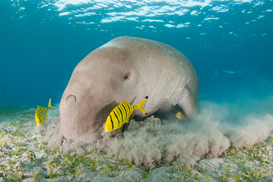 Dugong swims underwater off the coast of Mozambique.