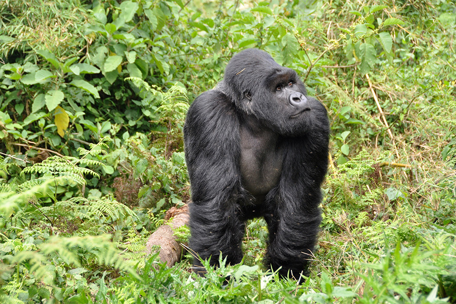 Gorilla walking through the rainforest in Rwanda.