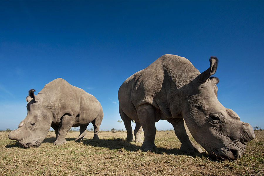 The last two remaining white rhinos in existence at Ol Pejeta Conservancy, Kenya.