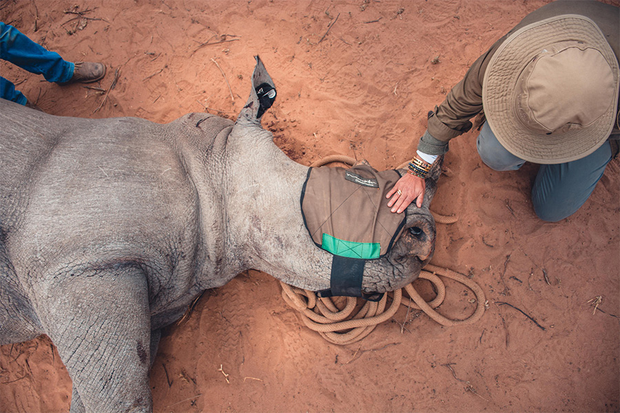 Rhino conservation activity taking place at Marataba Conservation Camps in South Africa.