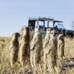 Pase una mañana con una familia de suricatas habituada en San Camp.