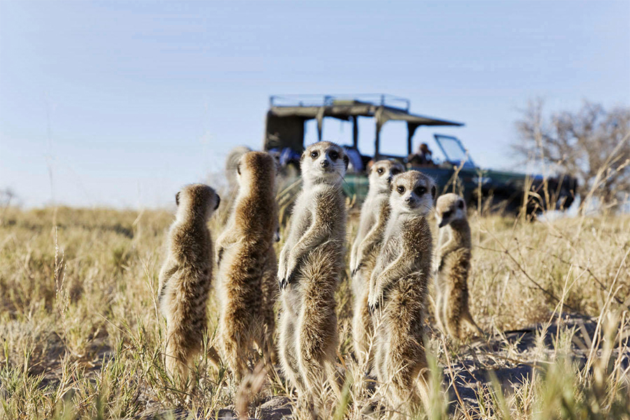 Meerkats stand in front of a safari vehicle in the Kalahari, Botswana.