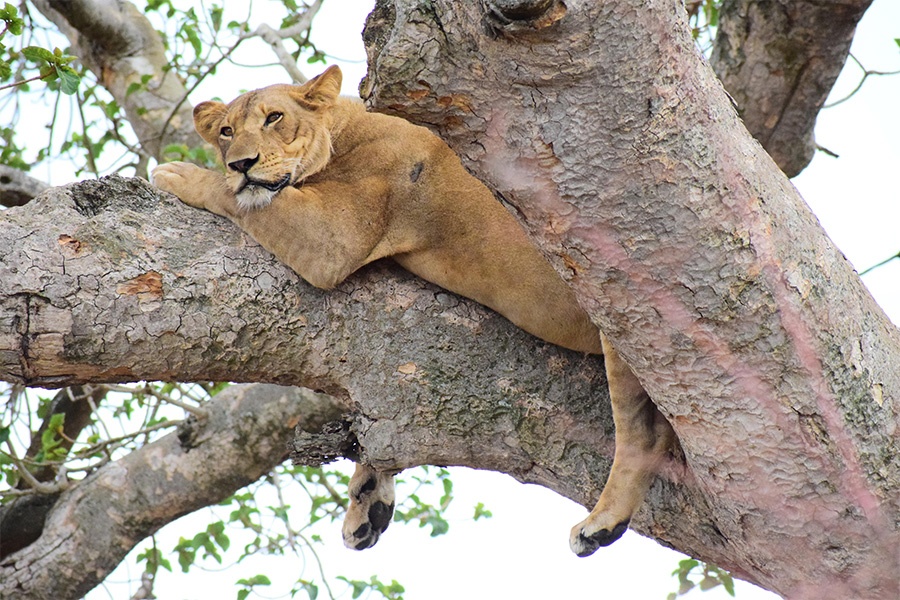 Lion lazing in a tree in Queen Elizabeth Park, Uganda.