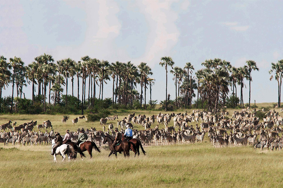 Horseback safari to view the annual zebra migration in the Kalahari, Botswana.