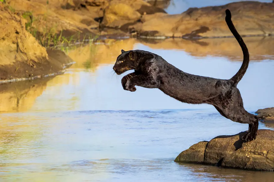 Laikipia's most famous black leopard leaping across water photographed by Dan Peel | Go2Africa