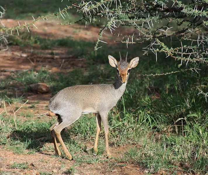 laikipia-angela-dik-dik