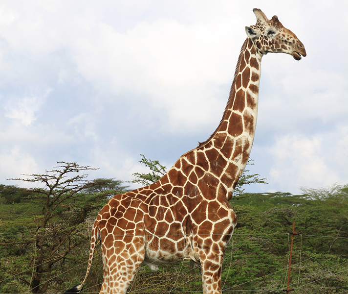 laikipia-angela-giraffe