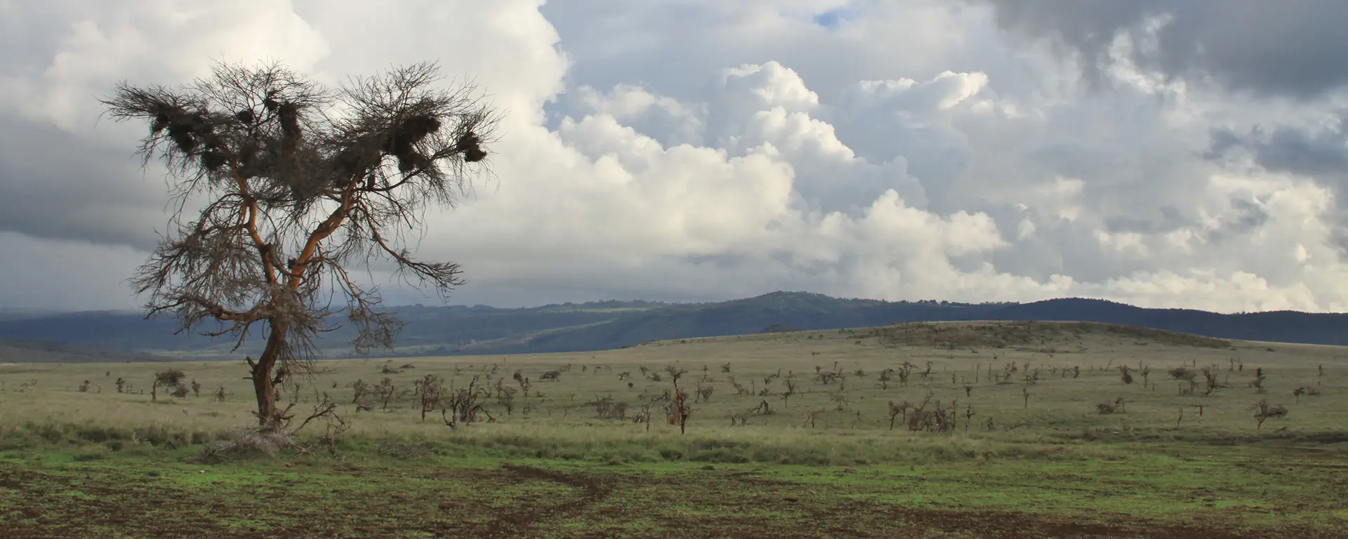 laikipia-angela-lewa