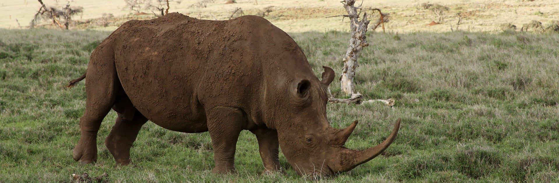 What to expect at Laikipia and Lewa in Kenya