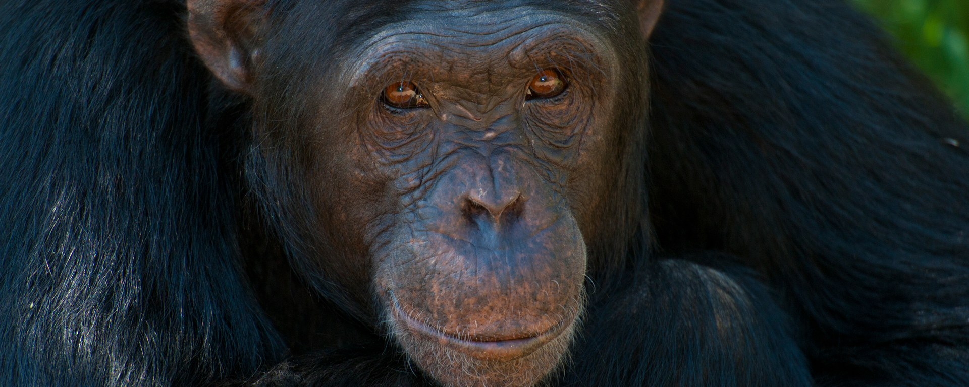 olpejeta-chimp-project-kenya-safari-2