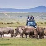 Safari. 