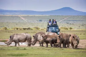 Safari. 