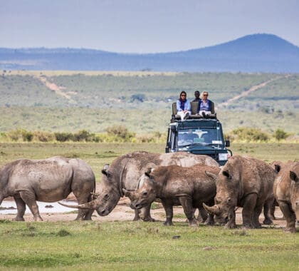 Safari. 