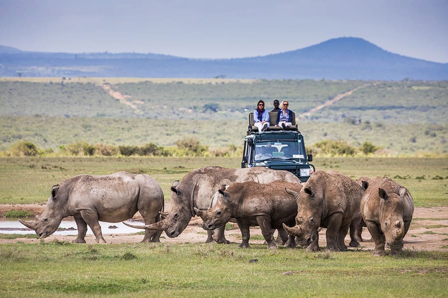 Safari. 