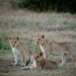 Cachorros en alerta.