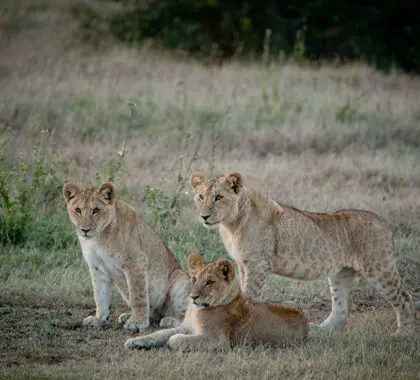 SOLIO-LODGE-cute-cubs-on-alert