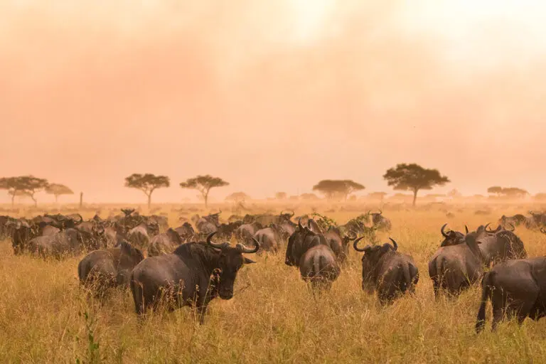 Wildebeest near Porini Cheetah Camp at Ol Kinyei in the Mara.