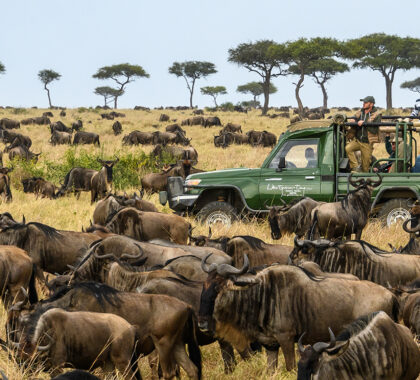 Complete Guide to a Wildebeest Migration Safari