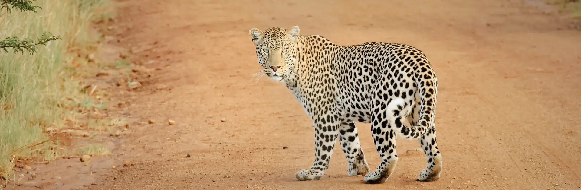 Leopardo en el Parque Kruger, Sudáfrica | Go2Africa