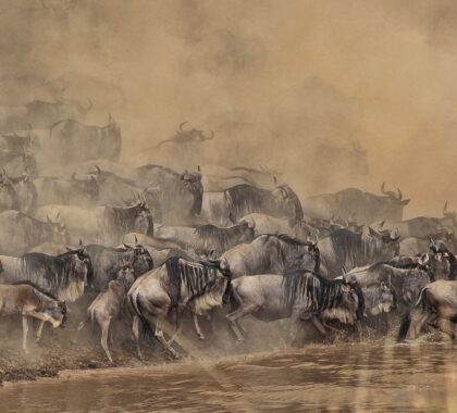5 Wildebeest Migration Facts to Know to Avoid Disappointment