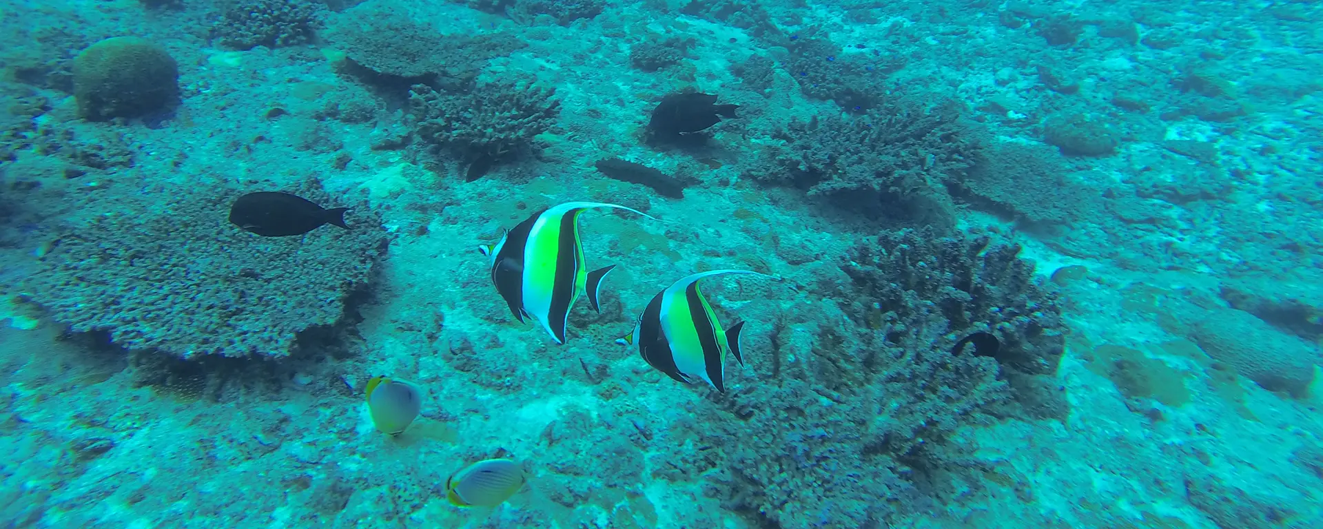 snorkeling-on-mahe-at-ephelia
