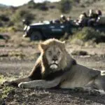 Una excursión por la Ruta Jardín puede incluir también una visita a la reserva de caza de Kwandwe, en el Cabo Oriental, cerca de Puerto Elizabeth.