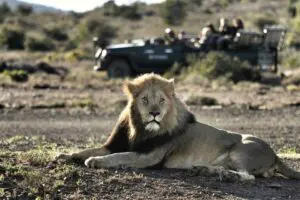 Una excursión por la Ruta Jardín puede incluir también una visita a la reserva de caza de Kwandwe, en el Cabo Oriental, cerca de Puerto Elizabeth.