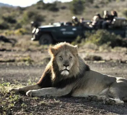 A Garden Route tour can also include a visit to Kwandwe game reserve in the Eastern Cape close to Port Elizabeth.