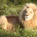 Many of the Eastern Cape reserves are home to the big cats; at Pumba Game Reserve, the lions are white!
