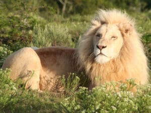 Many of the Eastern Cape reserves are home to the big cats; at Pumba Game Reserve, the lions are white!
