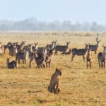 A favoured hunting ground: a herd of waterbuck & a lioness on the Gorongosa floodplains. © Michael dos Santos
