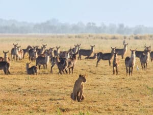 A favoured hunting ground: a herd of waterbuck & a lioness on the Gorongosa floodplains. © Michael dos Santos
