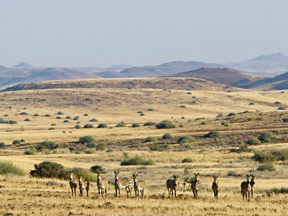 A group of Hartmann's mountain zebra peer curiously towards the camera.
