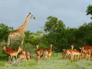 You're likely to see different animals group together for protection from predators; some have better sight, some hear better.

