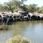 Una gran manada de elefantes bebe en una charca muy llena; grandes manadas como ésta se ven a menudo en la región de Thornybush.