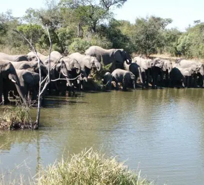 A large elephant herd drinks from a very full waterhole; big herds like this are often seen in the Thornybush region.