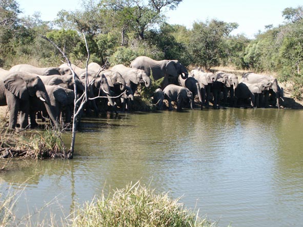 A large elephant herd drinks from a very full waterhole; big herds like this are often seen in the Thornybush region.