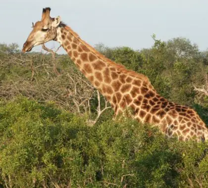 A lone giraffe bull nibbles on the treetops in the reserve.