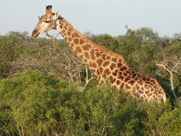 A lone giraffe bull nibbles on the treetops in the reserve.