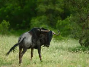 A lone wildebeest trots off into the reserve; the lush green rainy season is simply superb for photography.
