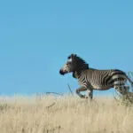 Un macho de cebra de montaña de Hartmann se identifica fácilmente por el dulap de piel en el cuello.