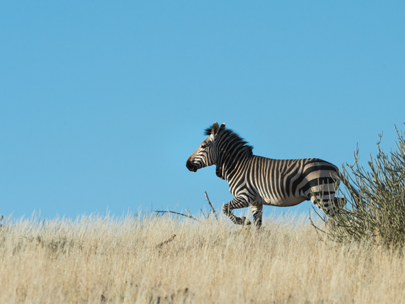 A male Hartmann's mountain zebra is easily identified by his skin dulap on his neck.

