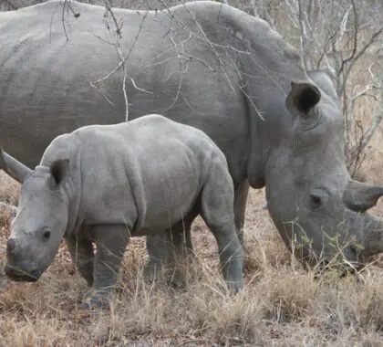 A rhino mother and calf stick close together; mothers can be very protective of their very young calves.