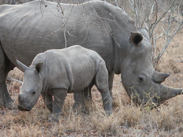 A rhino mother and calf stick close together; mothers can be very protective of their very young calves.