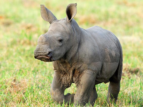 A young rhino frolicks in the short grass; as one of the members of the Big 5, rhino sightings are highly sought after in the Sands.