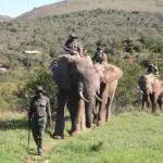 Once-in-a-lifetime elephant-back safaris are just one of the activities offered at lodges in the Addo Elephant Park area.
