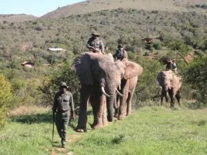 Once-in-a-lifetime elephant-back safaris are just one of the activities offered at lodges in the Addo Elephant Park area.
