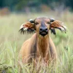 African forest buffalo can be found wallowing in mud holes and are one of the many creatures that frequent the bais.
