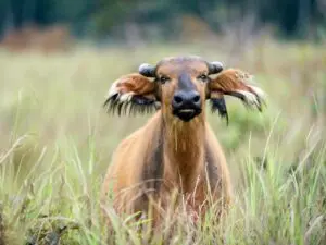 African forest buffalo can be found wallowing in mud holes and are one of the many creatures that frequent the bais.
