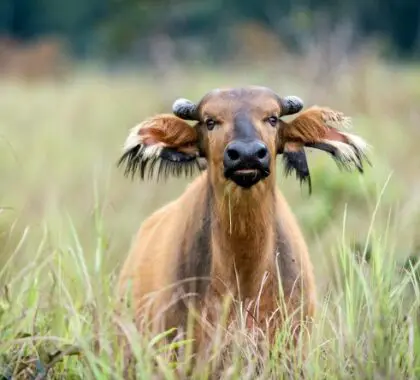 El búfalo de la selva africana puede revolcarse en los agujeros de barro y es una de las muchas criaturas que frecuentan el bais.